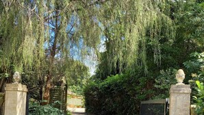 A paved pathway leading through a gate with stone pillars and a metal gate, surrounded by dense greenery and trees. - Southern Highland NSW retreat (Fitzroy Falls)