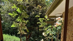 A view through a window of a garden with a rose bush and a small tree, gravel ground, and a brick wall. - Southern Highland NSW retreat (Fitzroy Falls)