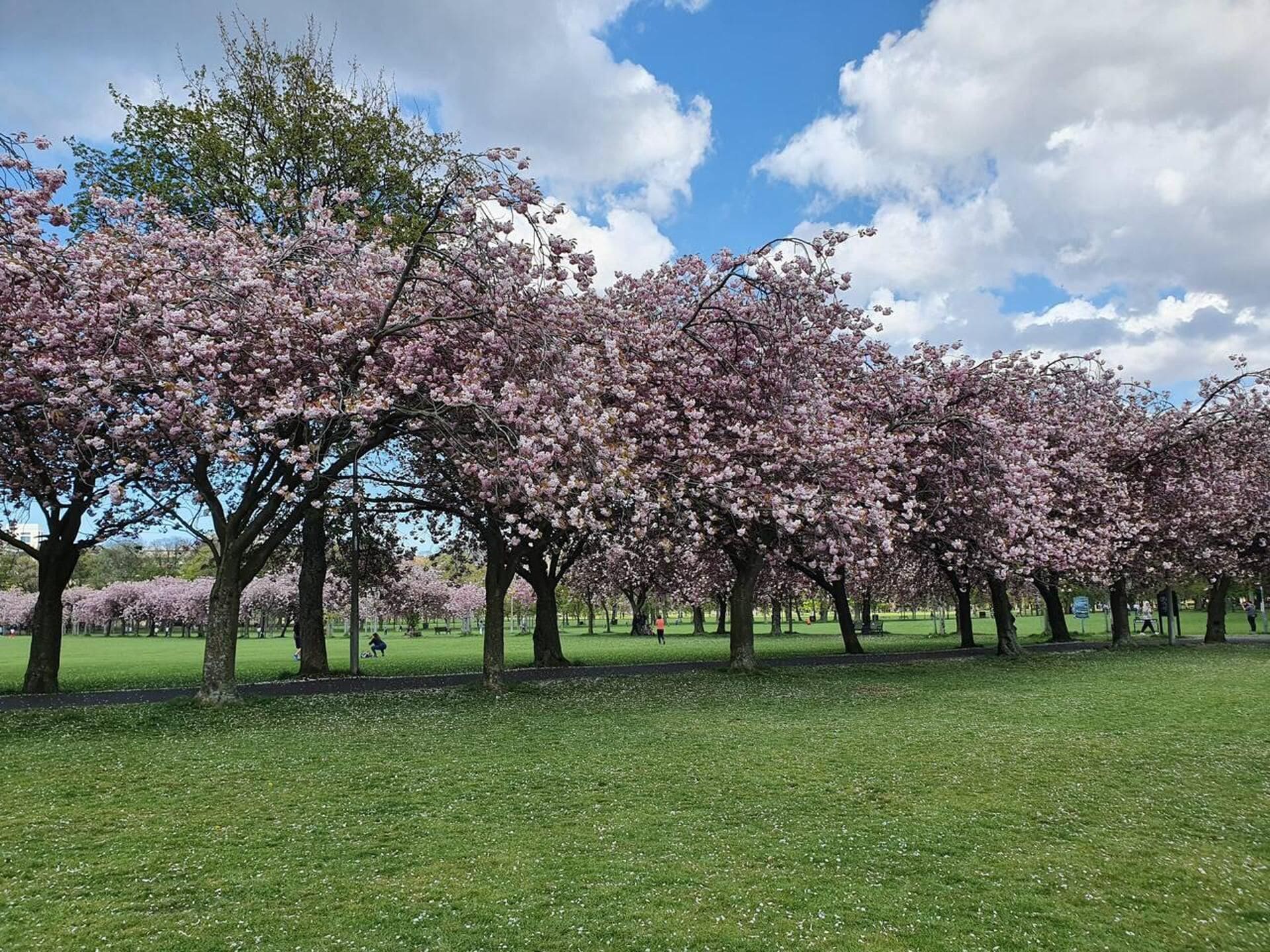 Un parc où les cerisiers sont en pleine floraison.