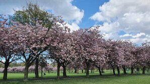 A park with cherry blossom trees in full bloom. - Lovely 2 Bedroom Flat in the Heart of the City (Edinburgh)