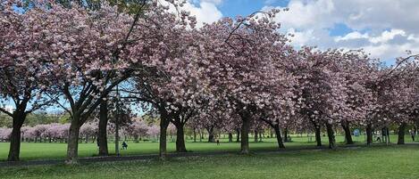 Un parc où les cerisiers sont en pleine floraison.