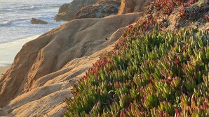 A coastal landscape with rocky terrain and vegetation. - Historic Beach Cottage with Ocean View Deck - Steps to Beach (Dillon Beach)