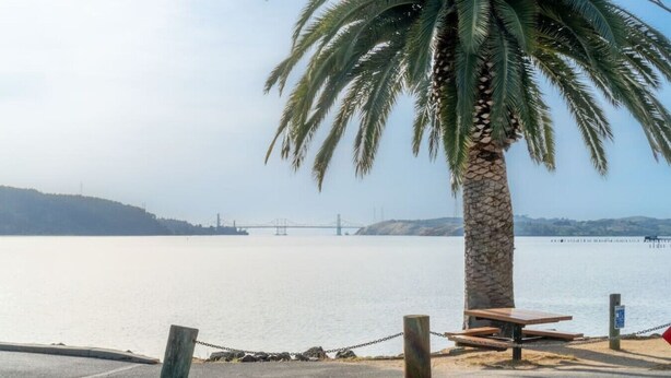 A coastal view with a palm tree, a bench, and a chain-link fence.