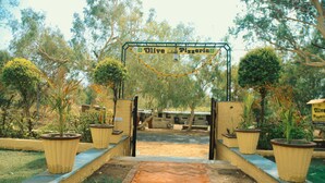 An entrance to Olive Pizzeria with a sign above the door, surrounded by potted plants and trees. - Ranakpur Hill Resort (Desuri)