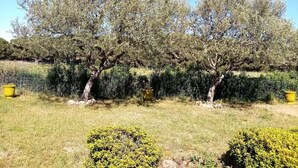 Fila de olivos en un jardín ajardinado con valla metálica y macetas amarillas.