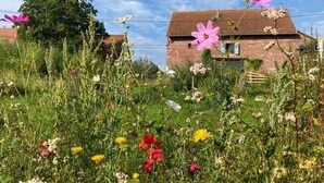 A rural setting with a brick house surrounded by a variety of wildflowers and greenery. - Gîte for 2 to 6 people: relaxation and easy living (Phalsbourg)