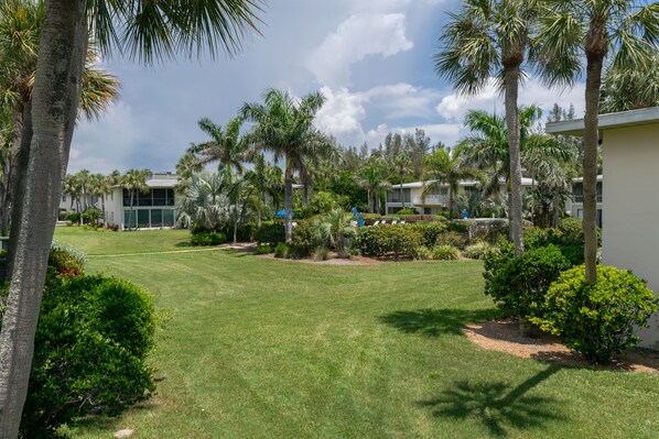 A well-maintained lawn with palm trees and a building in the background.