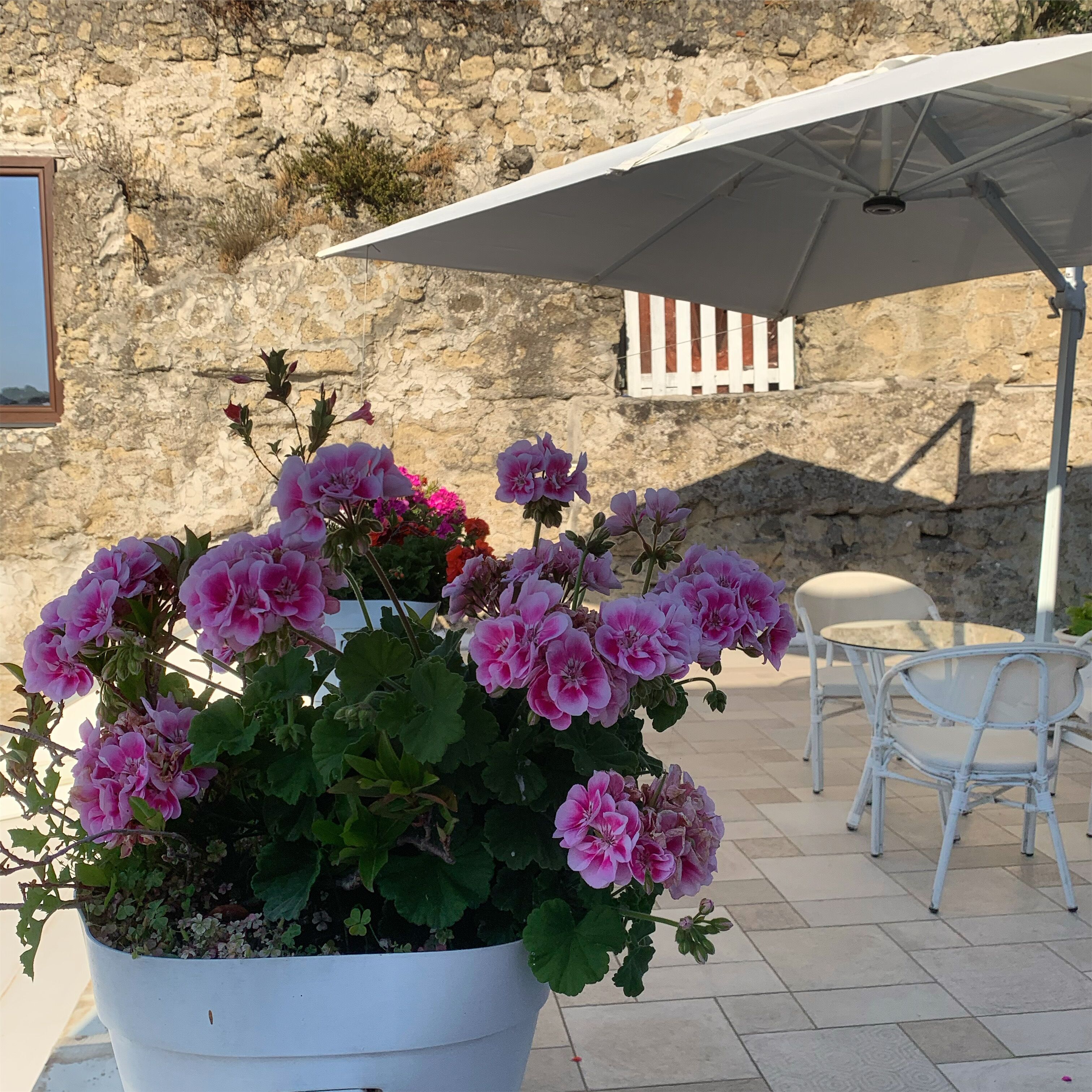 A potted geranium plant with a white umbrella and white chairs in a patio area.