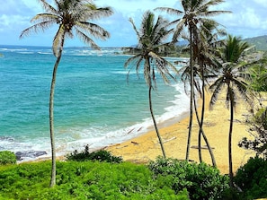 A beach with palm trees and ocean waves.