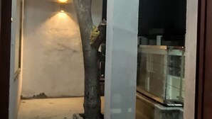 Un espace intérieur avec un arbre, des piliers en béton et un banc.