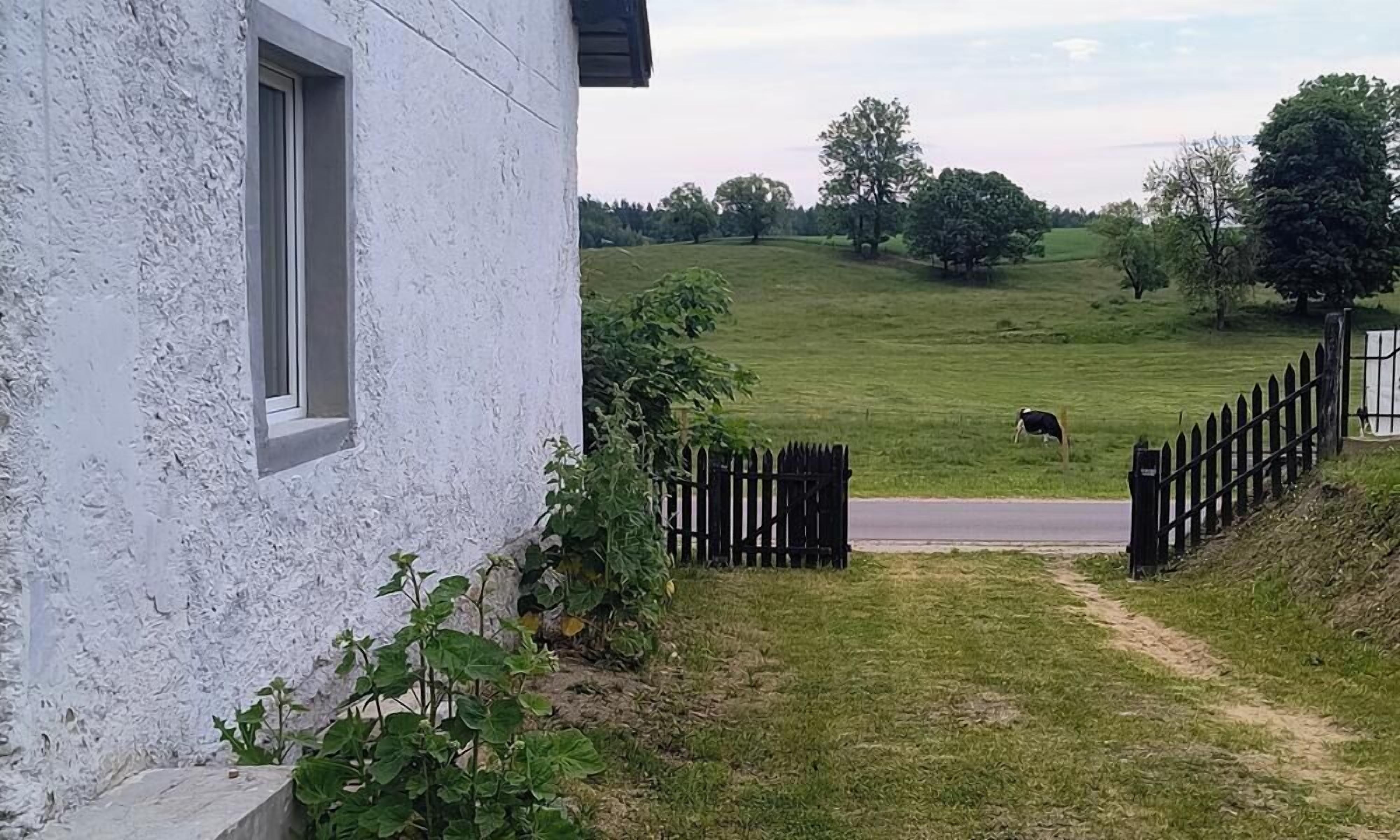 Un paysage rural avec un bâtiment blanc, une clôture en bois, une vache qui broute et une route.