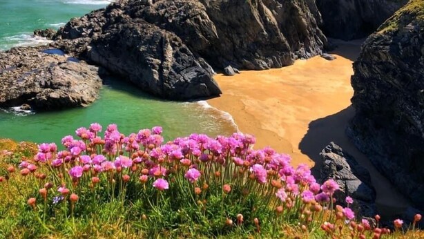 Un paisaje costero con una playa arenosa, acantilados rocosos y un campo de flores rosadas al frente.