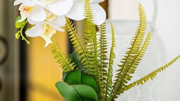Une plante en pot, avec des fleurs blanches et des feuilles vertes, posée sur une surface blanche.