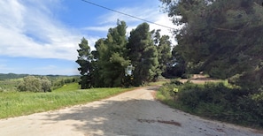 A rural dirt road flanked by dense trees and greenery, leading to a hilly landscape.