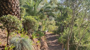 A dirt path surrounded by various types of vegetation, including trees and shrubs.