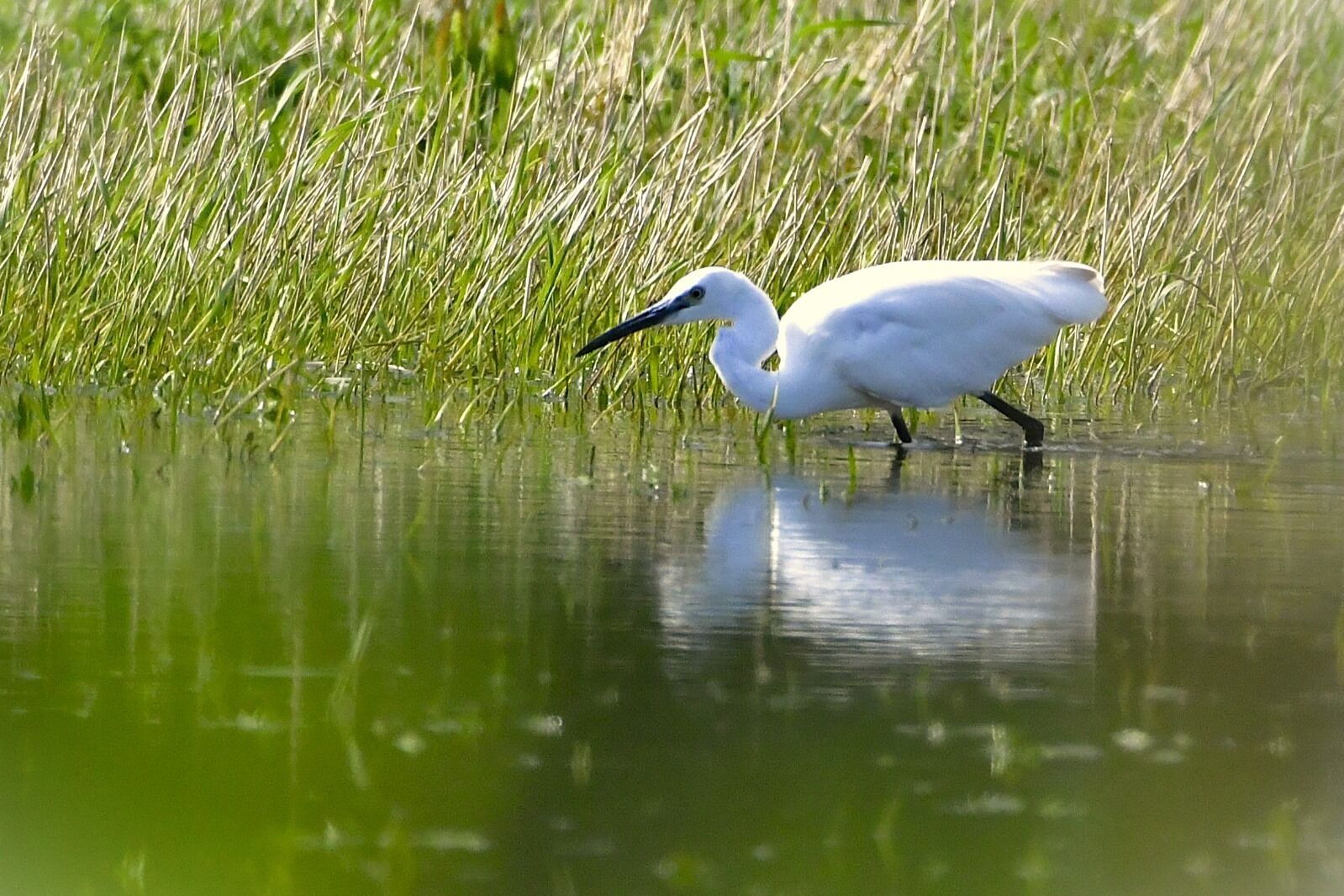 Un ave blanca vadeando en aguas poco profundas, con hierba alta y verde al fondo.