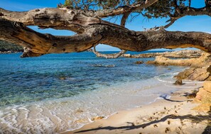 Une plage à l’eau claire, avec une grande branche d’arbre qui s’étend au-dessus et des formations rocheuses en arrière-plan.