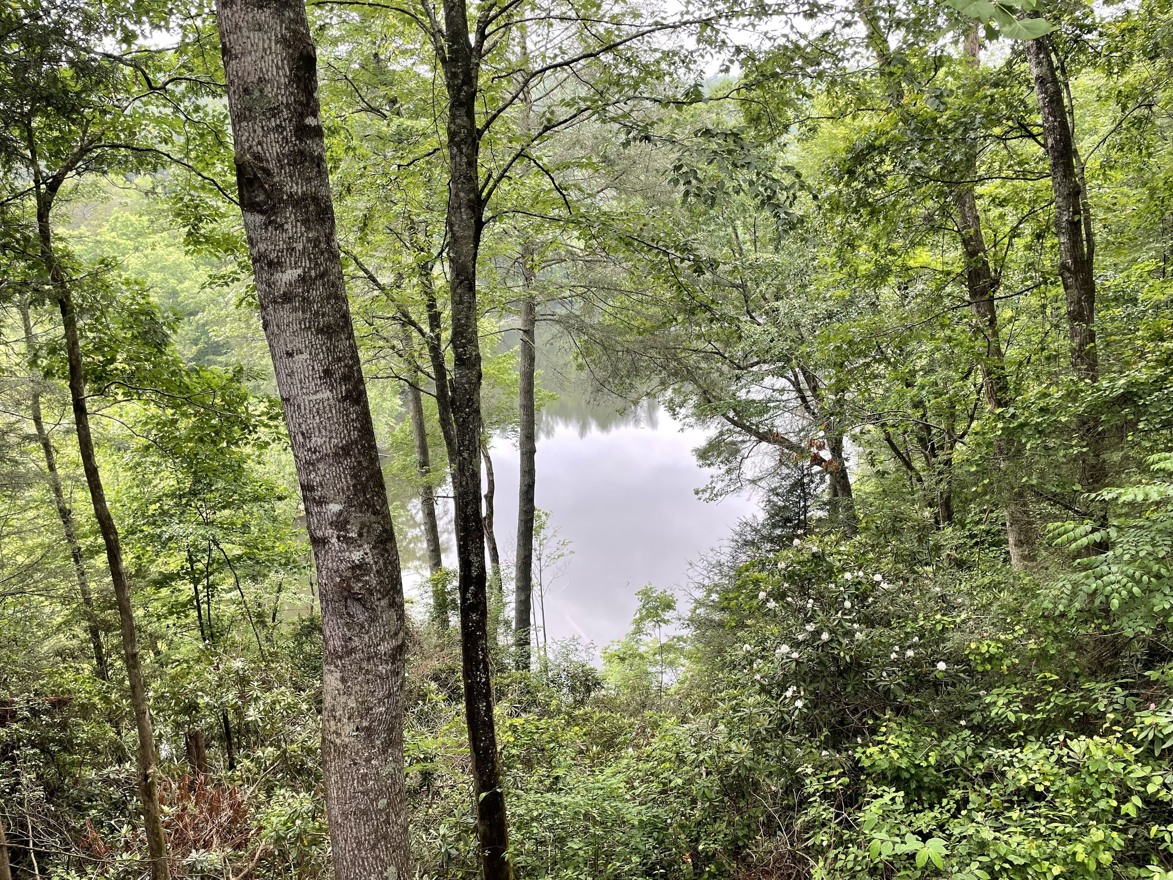 A dense forest with tall trees and a calm lake in the background.