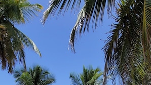 Una cabaña en la playa con techo de paja, rodeada de palmeras y con vista al océano.