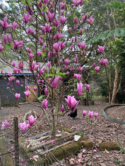 Duck Heaven in Bellingen Shire