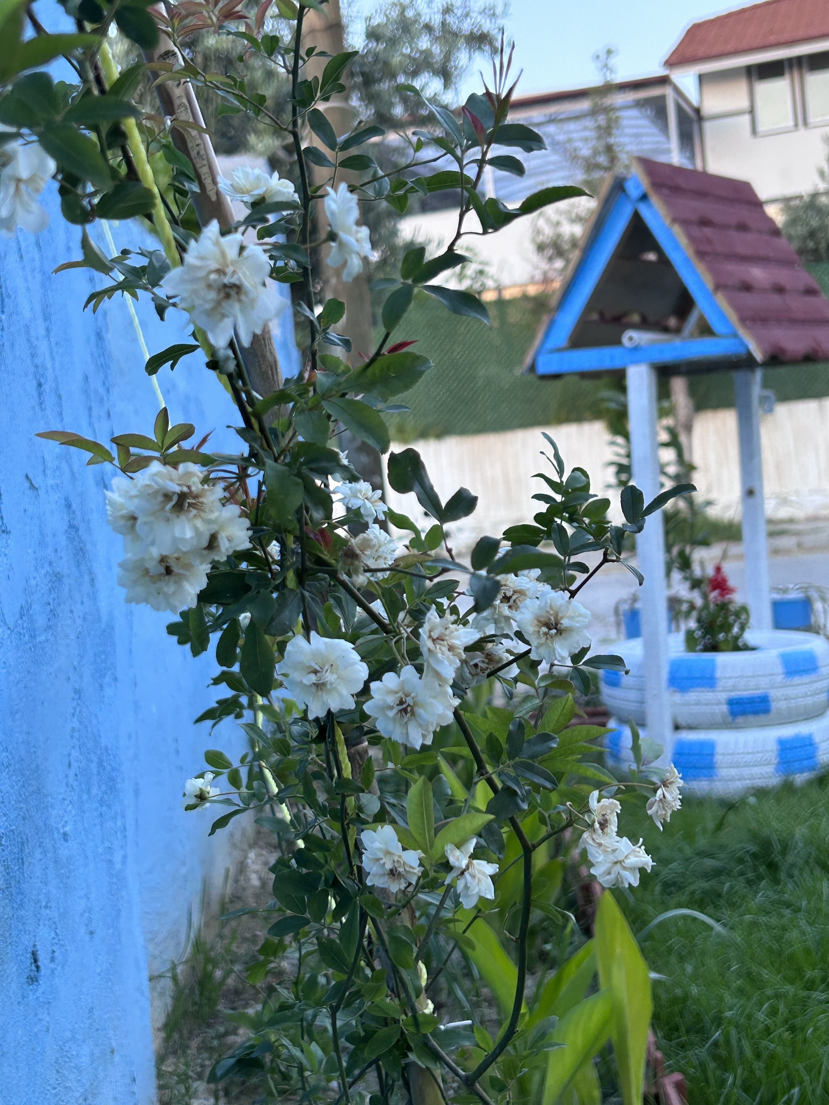 Un jardin avec des fleurs blanches et une clôture bleue.