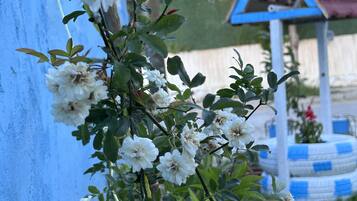 Un jardin avec des fleurs blanches et une clôture bleue.
