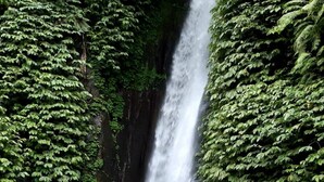 A waterfall surrounded by dense green foliage.