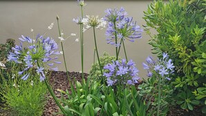 A garden with various plants and flowers, including purple and white blooms, set against a backdrop of a building with a tiled roof and a beige wall.