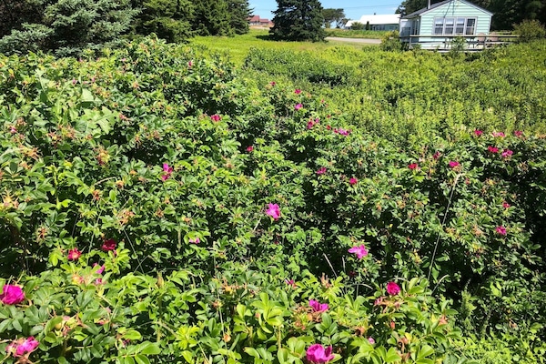 Área da propriedade