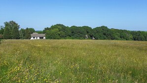 Ländliche Landschaft mit einem weißen Gebäude, einem Feld voller gelber Blumen und einem dichten Wald im Hintergrund.