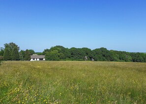 A rural landscape with a white building, a field of yellow flowers, and a dense forest in the background.
