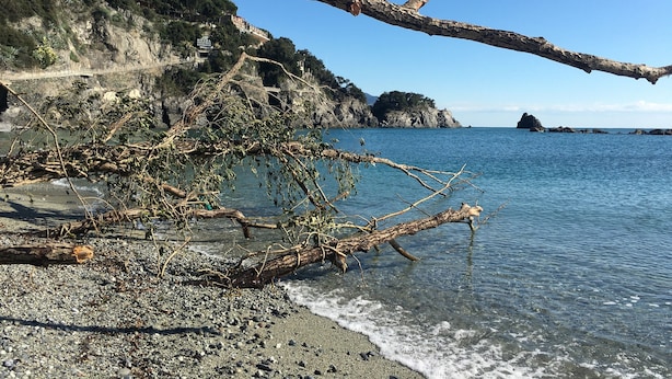 Una playa con un árbol caído, agua cristalina, acantilados rocosos y un edificio distante con el letrero 'HOTEL RESTAURANT'.