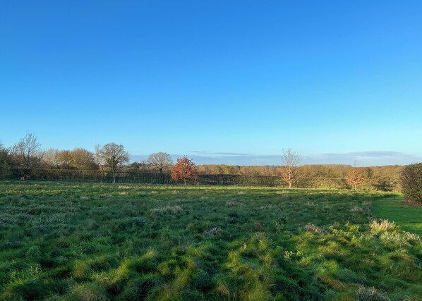 A grassy field with a stone wall and trees in the background. - 2 bedroom accommodation in Palgrave, Diss (Palgrave, Diss)