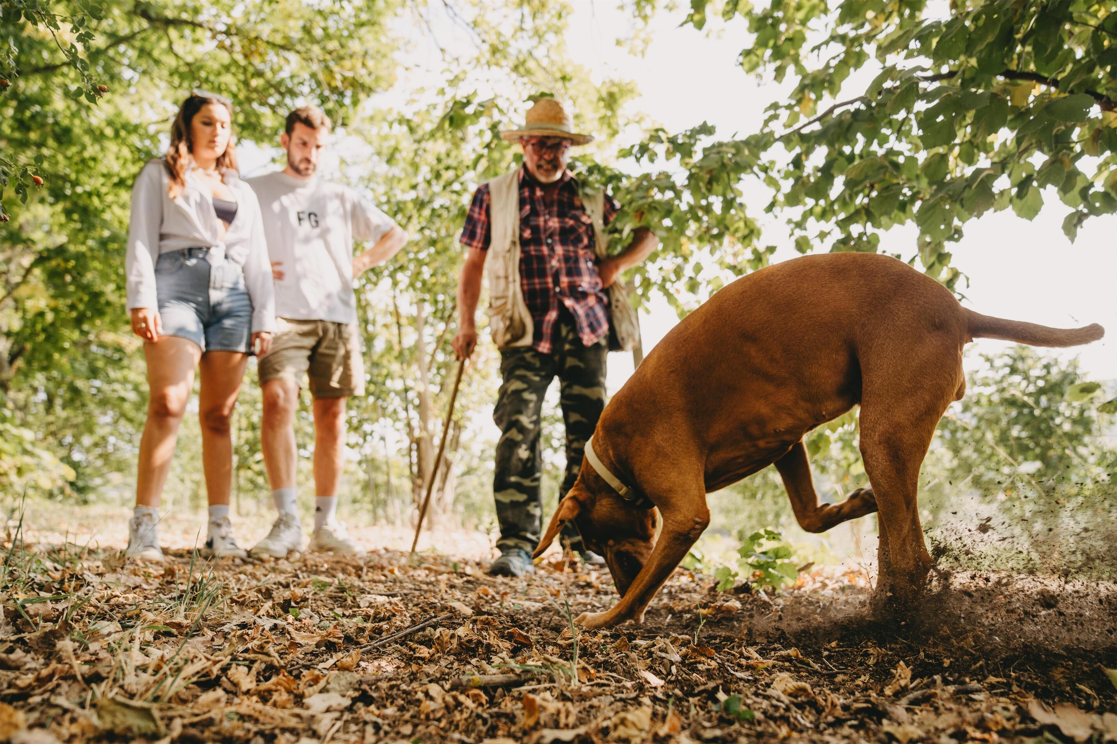 Un perro husmeando el suelo en un área boscosa, con personas al fondo.