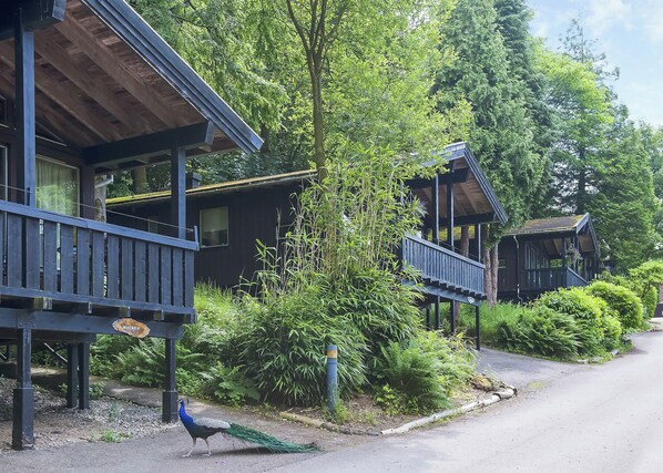 A row of wooden cabins with balconies, surrounded by dense greenery.