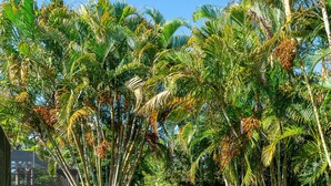 A tropical garden with palm trees, a seating area with chairs, and a grill. - Completely renovated! Private 3/2/2 heated pool home in Port St Lucie FL! (Port St. Lucie)