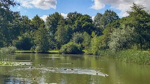Ein stiller See mit Seerosen und Enten, umgeben von dichtem Baumbestand und blauem Himmel.