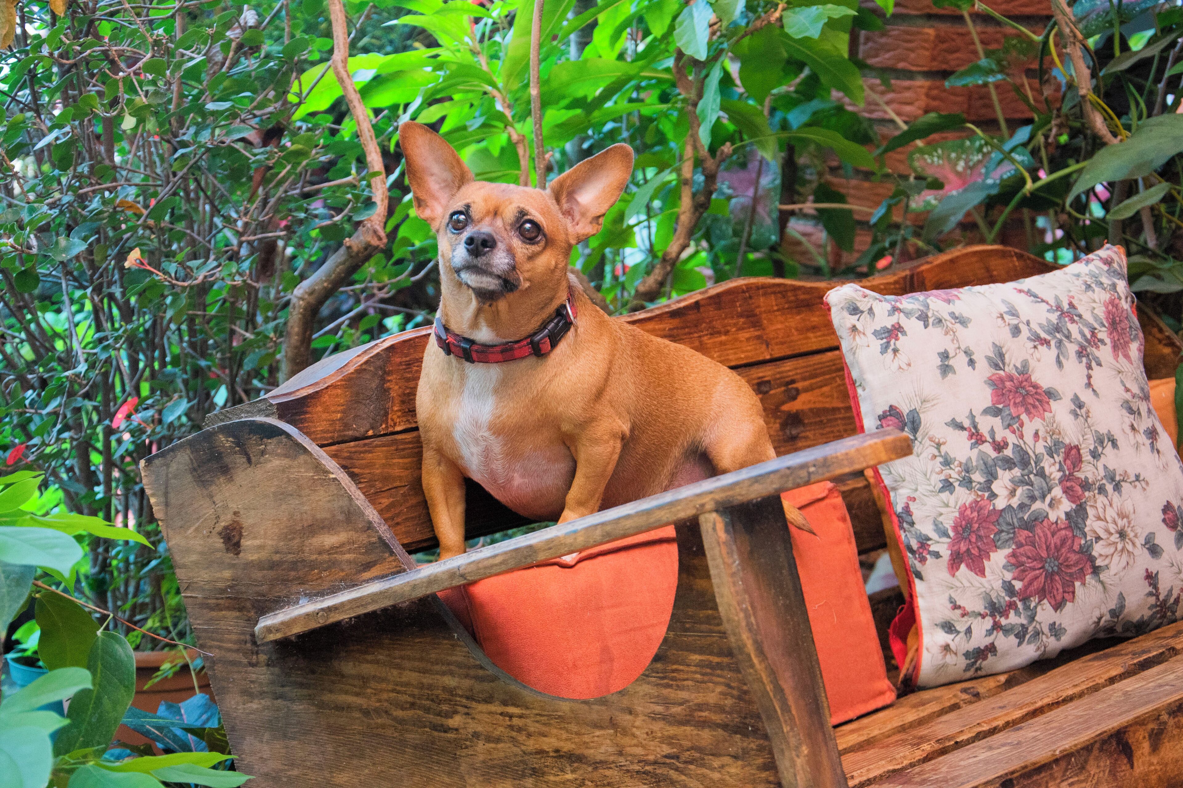Foto - Gardens House, Airport Juan Santamaría, Alajuela, San José
