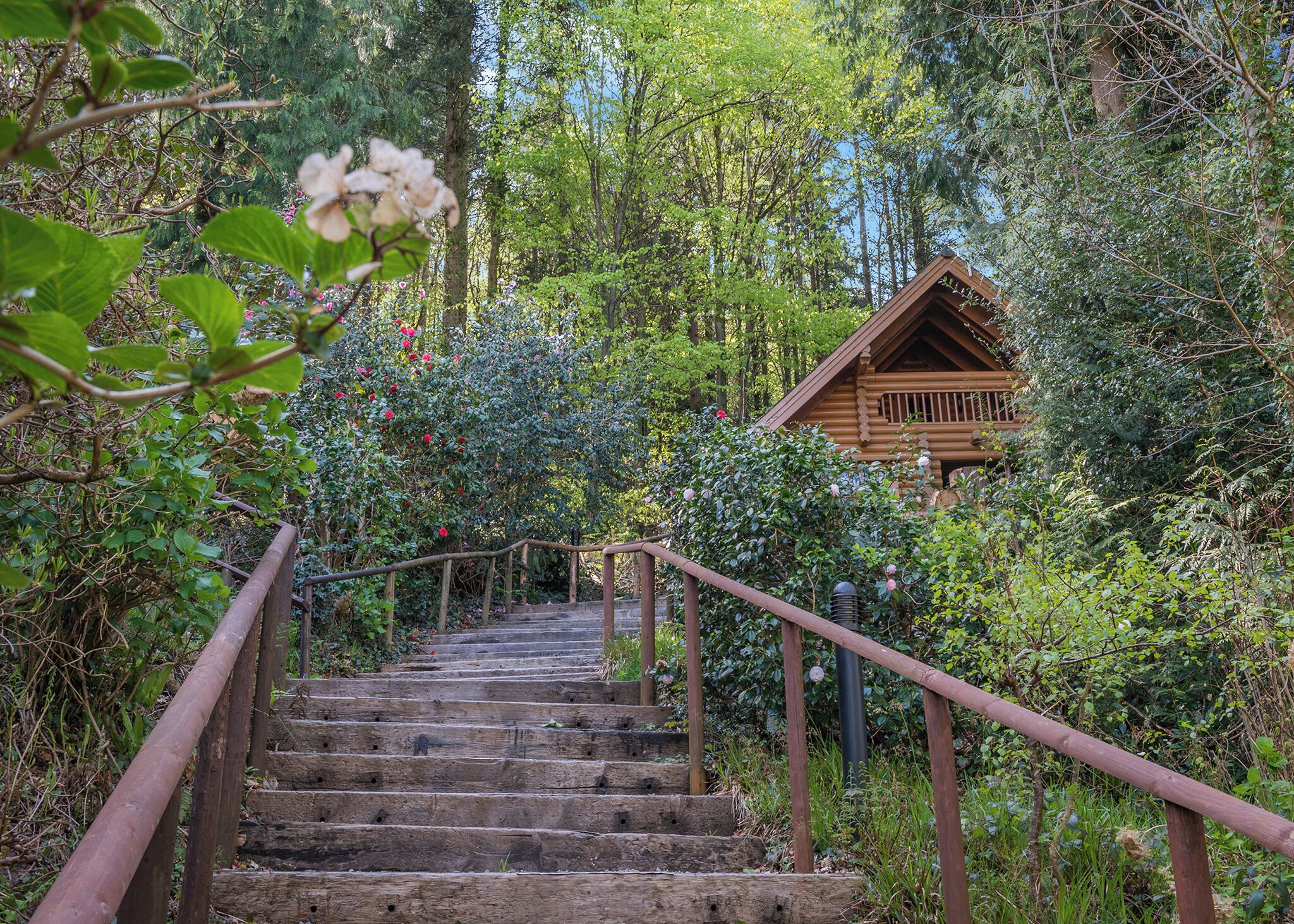 A wooden staircase leading to a log cabin surrounded by dense greenery and trees.