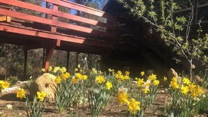 Ein Garten mit gelben Narzissen, einer roten hölzernen Bank und einer Steinmauer.