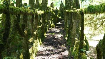 A forest path lined with moss-covered trees.