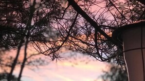 Un atardecer con árboles y un poste de luz al frente.