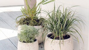 Drie potplanten op een houten terras tegen een witte muur.