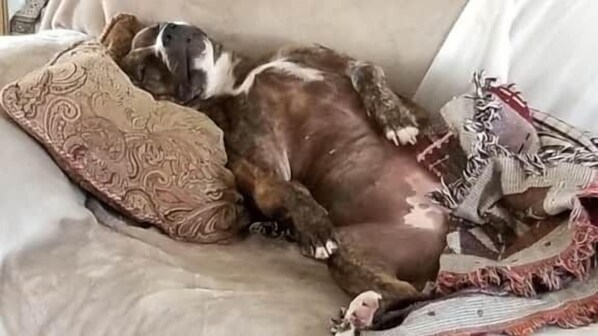 A dog lying on a couch with a patterned pillow and a blanket.
