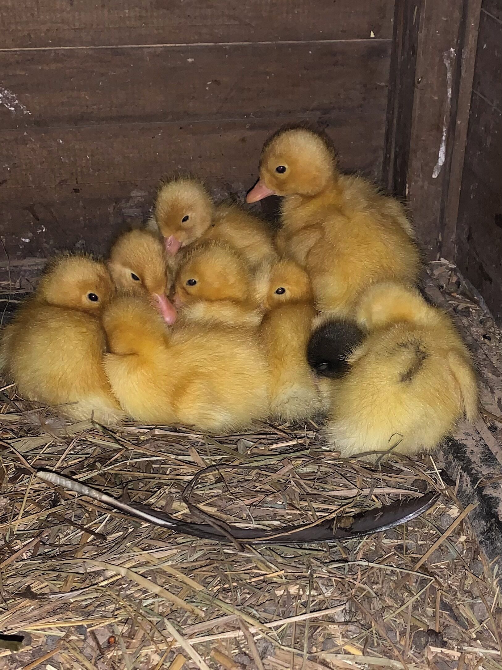 A group of ducklings huddled together in a wooden enclosure.