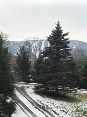 Explore serene landscapes along a winding, unpaved road through dense evergreen forests.
