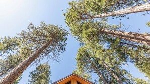 Une cabane avec vue sur de grands pins.