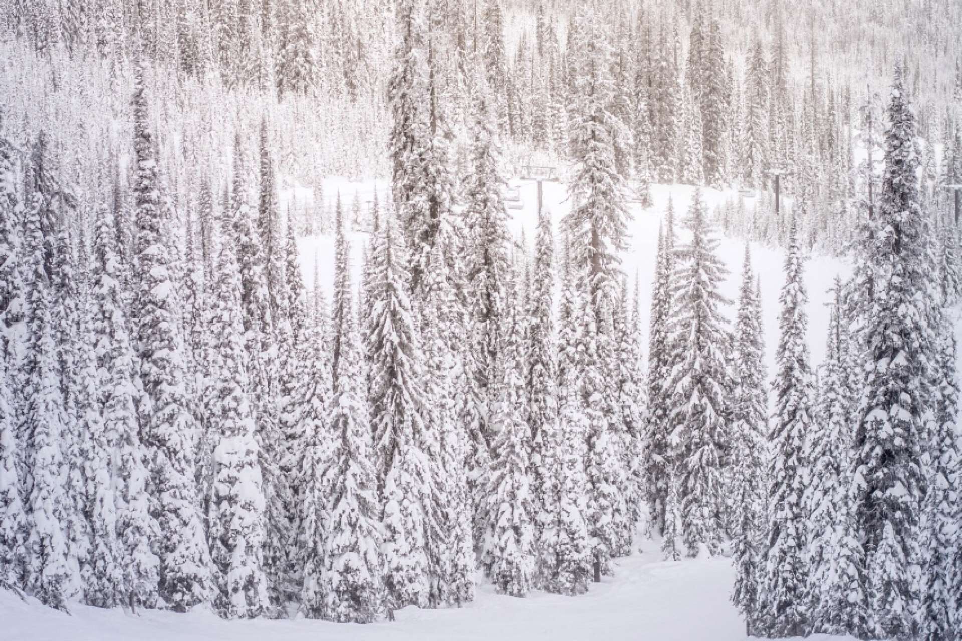 Un denso bosque de árboles de coníferas cubiertas de nieve.