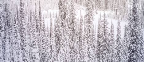 Un denso bosque de árboles de coníferas cubiertas de nieve.