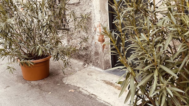 Un edificio con un letrero que indica una panadería y una planta en maceta al frente.